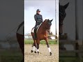 حصان الفروسية Mega lieve knappe en fijn te rijden lichte tour paard