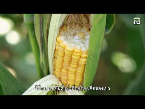 CPFข้าวโพดหมักซีพีCPCornsi