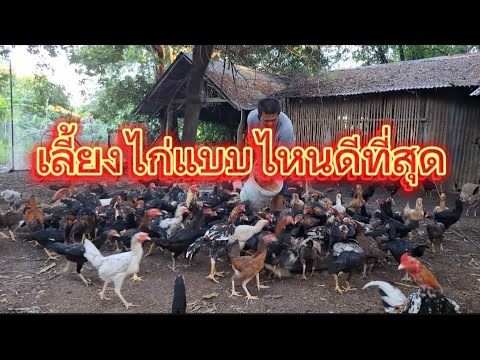 เลี้ยงไก่แบบไหนดีที่สุดยุทธหนอ