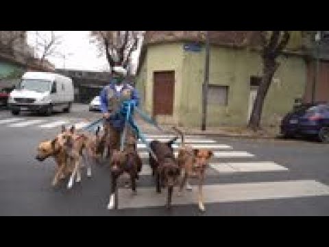 Dog walkers came back to Buenos Aires streets
