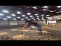 Show jumping horse Fijn springpaard