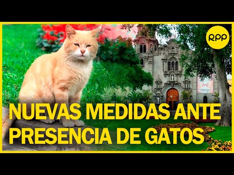 Municipalidad de Miraflores toma medidas ante presencia de gatos en el parque Kennedy
