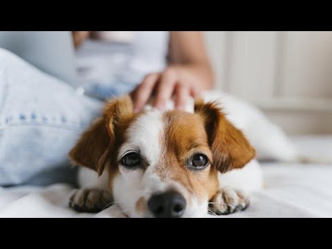 Ansiedad y estrés de las mascotas: ¿cómo ayudarlos a superarlo?