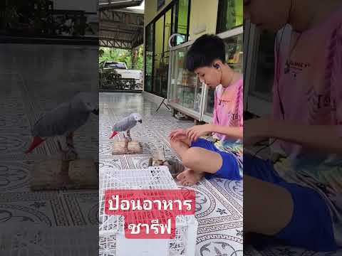 parrotsป้อนอาหารนกแก้ว