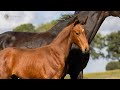 حصان الفروسية Expressief bewegend dressuurveulen