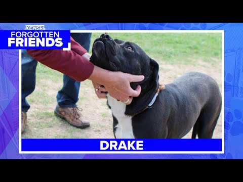 Drake's owner never showed to reclaim him, now he's in danger of being euthanized | Forgotten Friend