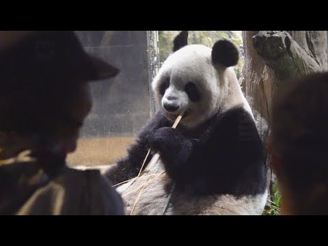 Visitors at zoo in Japan bid farewell to beloved giant pandas before their return to China