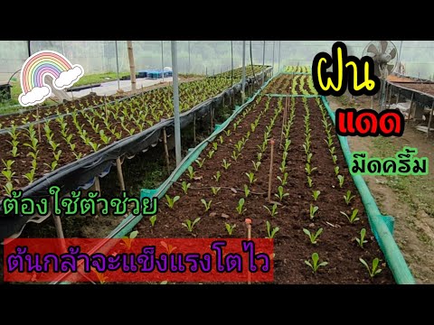 ผักสลัดปลูกใหม่กับอากาศร้อนชื้ ผักสลัดปลูกใหม่กับอากาศร้อนชื้