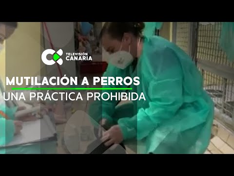 40 denuncias por mutilación a perros