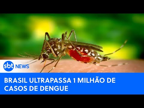 Brasil ultrapassa a marca de 1 milhão de casos de dengue este ano | #SBTNewsnaTV (01/03/24)