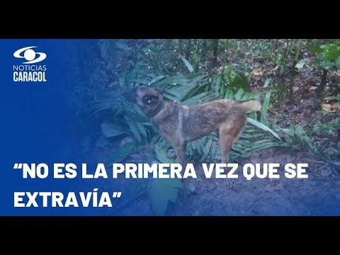 No aparece Wilson, perro cuyas huellas permitieron hallar a los niños en selva del Guaviare