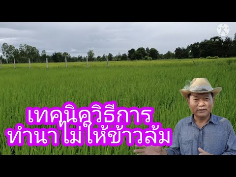 เทคนิควิธีการทำนาไม่ให้ข้าวล้ม เทคนิควิธีการทำนาไม่ให้ข้าวล้ม