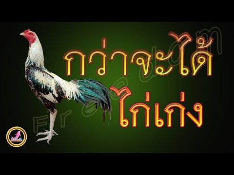 หลักในการคัดไก่มาเลี้ยง...!!!