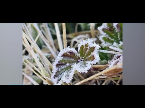 (VIDEO): Cerro de la Muerte tenía la vegetación congelada esta madrugada
