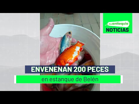 Envenenan 200 peces en estanque de Belén - Teleantioquia Noticias
