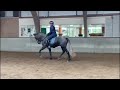 Дрессировка лошади 4 jarige PRE Andalusier