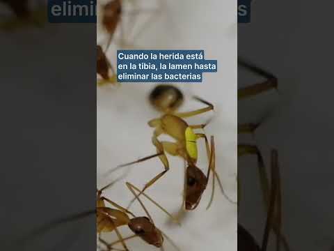 Las hormigas carpinteras cuentan con “cirujanas” que amputan las extremidades heridas