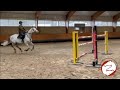 Show jumping horse Excellente 8 jarige merrie met een afstamming van formidabele springpaarden achter zich.
