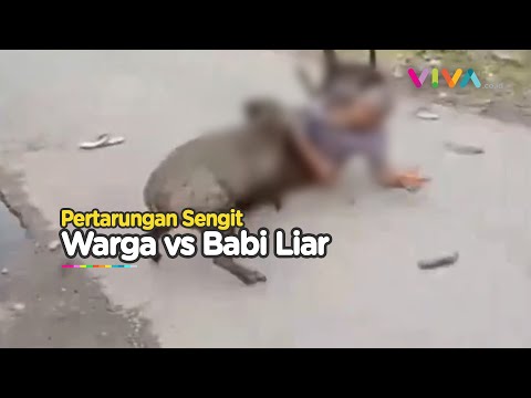 Babi Liar Barbar Serang Warga di Sungai Geringging