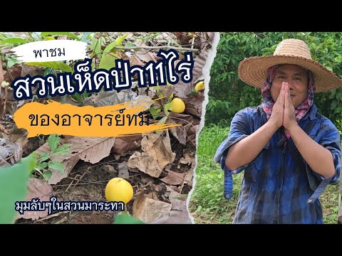 พาชมสวนเห็ดป่า​11​ไร่​ของสวน