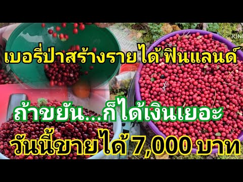 ขายได้6ถัง7,000บาท|คนไทยใน