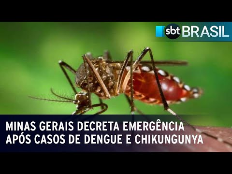 Minas Gerais decreta emergência após casos de dengue e chikungunya | SBT Brasil (27/01/24)