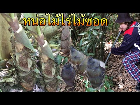 หาหน่อไม้ไร่ไม้ซอดมาทำแกงแซ่บๆ หาหน่อไม้ไร่ไม้ซอดมาทำแกงแซ่บๆ