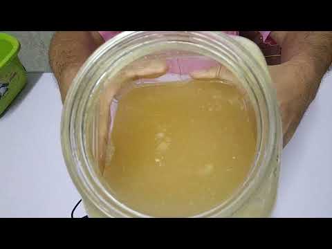 หัวเชื้อคอมบูชา-Kombucha-(Scob หัวเชื้อคอมบูชา-Kombucha-(Scob