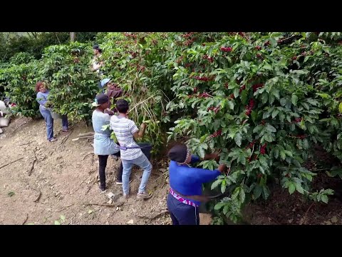 Promoción y marketing de café nicaragüense genera unos 700 millones de dólares