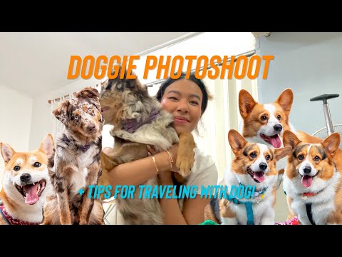 DoggiePhotoshoot+Traveling