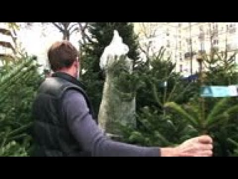 Christmas trees go on sale in France