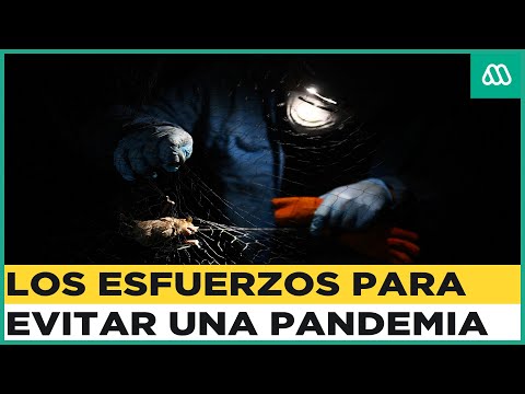 Científicos buscan evitar la próxima pandemia: El intenso trabajo en la selva maya