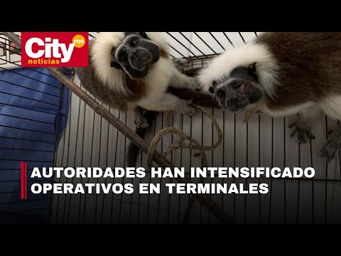 Aumentan los controles en Bogotá contra el tráfico de fauna silvestre durante vacaciones | CityTv