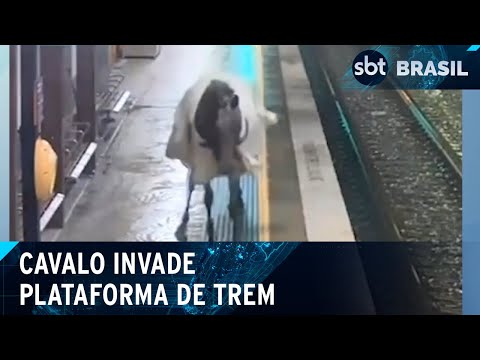 Austrália: cavalo invade plataforma de trem e persegue passageiro | SBT Brasil (12/04/24)