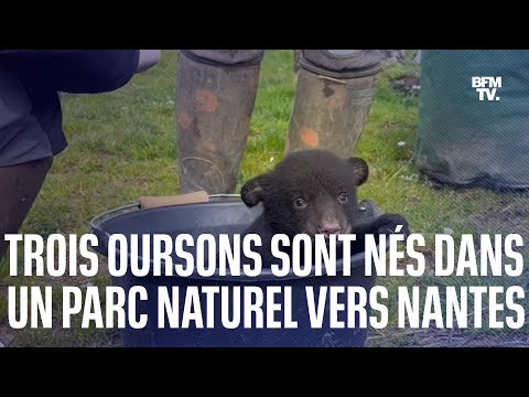Trois oursons baribal sont nés dans un parc naturel, près de Nantes