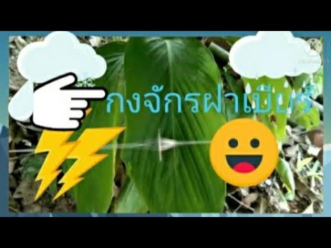 Nut Thai Charoen EP1กงจักรฝาเบียร์.