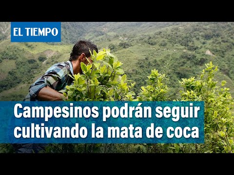 Gustavo Petro propone cambios en lucha contra las drogas | El Tiempo