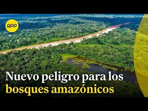 El Congreso aprobó proyecto de ley que pone en peligro bosques amazónicos
