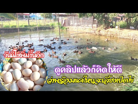 ไข่เป็ดเพิ่มขึ้นอีก🥚🦆เลี้ยงเป