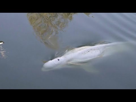 Hallan a un ballena beluga extraviada en el río Sena