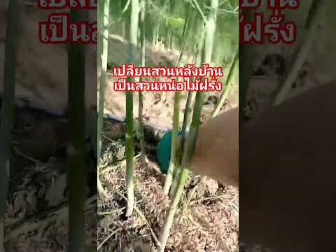 เมล็ดพันธุ์หน่อไม้ฝรั่งพันธุ์