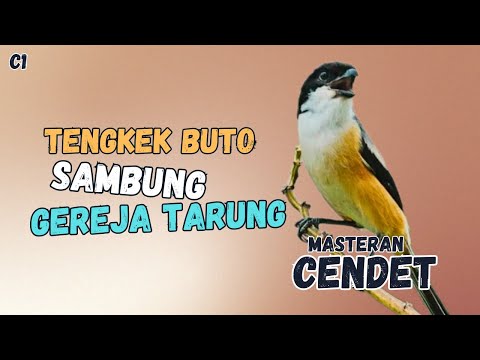 🔴 TENGKEK BUTO SAMBUNG GEREJA TARUNG MASTERAN CENDET GACOR|| #5