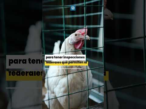 EEUU aprobó la producción y venta de pollos creados en laboratorios a partir de células animales.