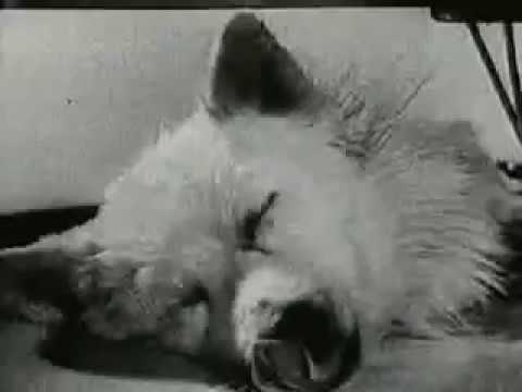 Video: 60 metų senumo eksperimentas su šuniu - negi ateityje ir mes galėsim taip išgyventi?