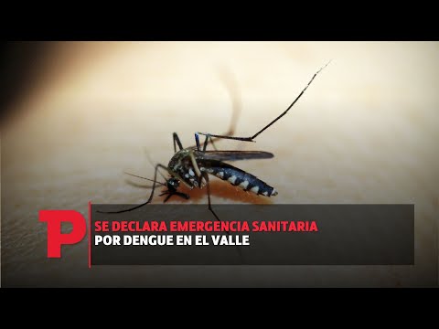 Se declara emergencia sanitaria por Dengue en el Valle I18.08.2023I Telepacífico Noticias