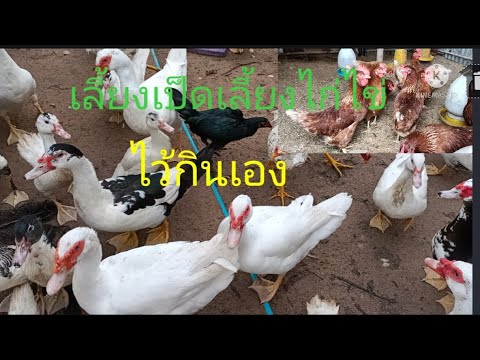 เลีัยงเป็ดเลี้ยงไก่ไข่ไว้กินเอ เลีัยงเป็ดเลี้ยงไก่ไข่ไว้กินเอ