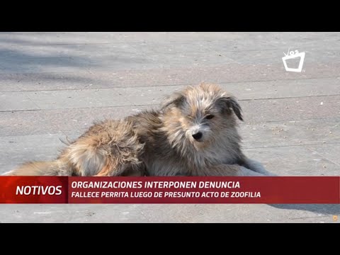 Organizaciones han denunciado ante las autoridades caso de zoofilia en Managua