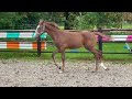 Dressage horse Tolk (Red Viper x Flynn x Lord Loxley)
