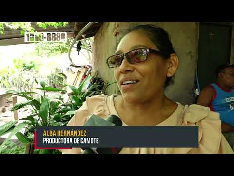 INTA potencializa el cultivo de nuevas variedades de camotes en Madriz - Nicaragua