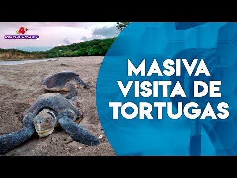 Así fue la masiva visita de tortugas en el refugio de vida silvestre La Flor en Rivas